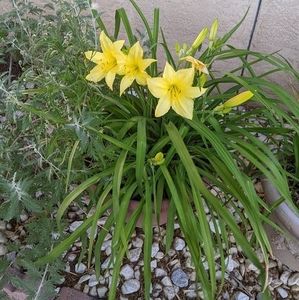 Meet your Posher, Brenda